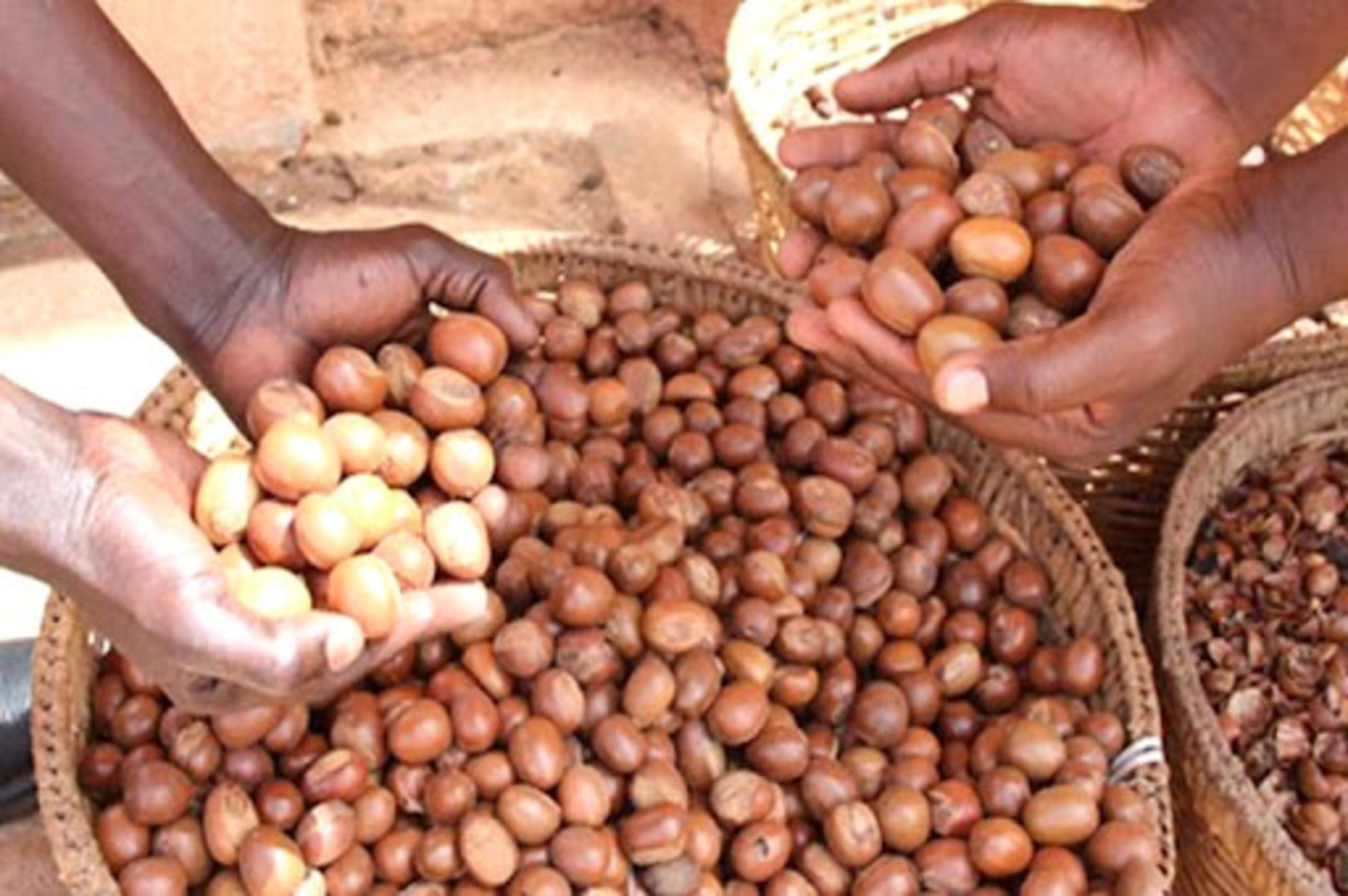 Nigeria Extends Raw Shea Nut Export Ban to Boost Local Processing and Value Capture