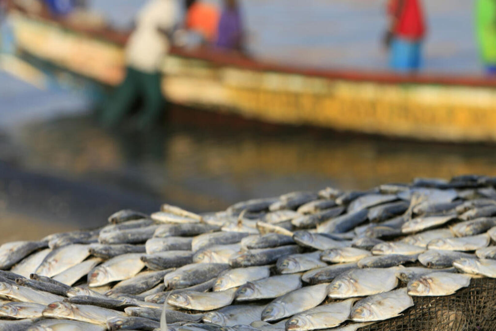Senegal: Major Seizure of Juvenile Fish Threatening Marine Resources