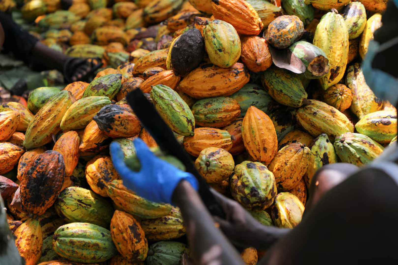 Ghana's cocoa farmers are unpaid and investment in next harvest at risk