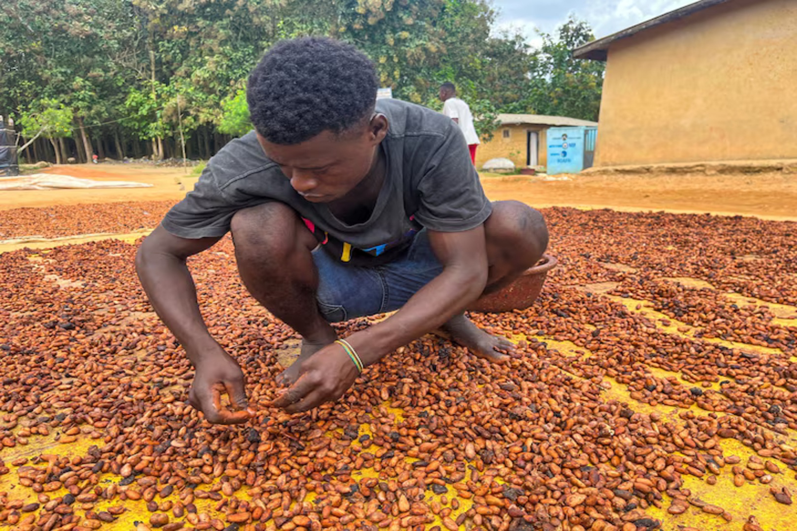Cold weather and scant rains worry Côte d’Ivoire cocoa farmers