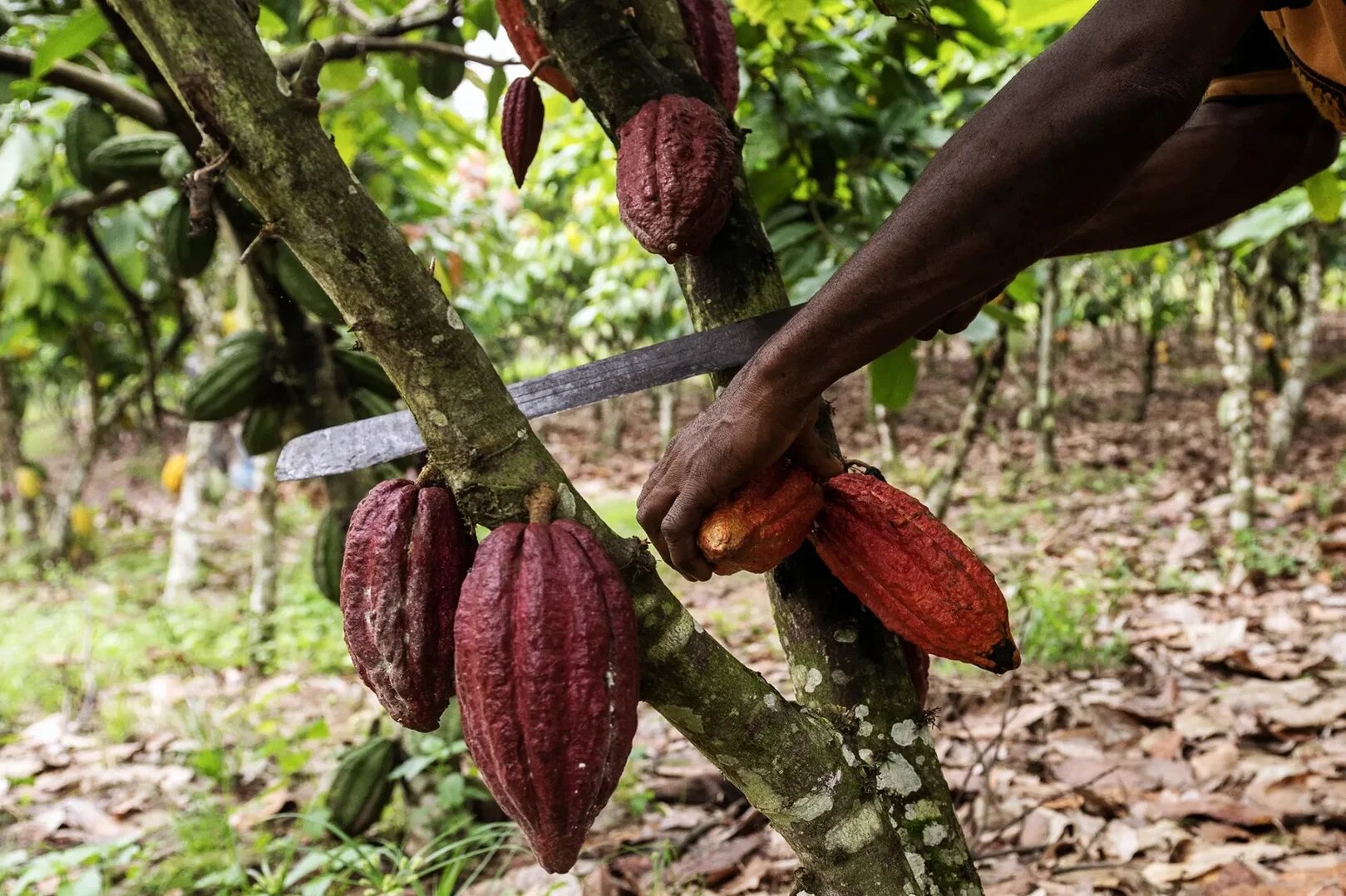 High Cocoa Prices Drive Smuggling Surge, Alarming Traders