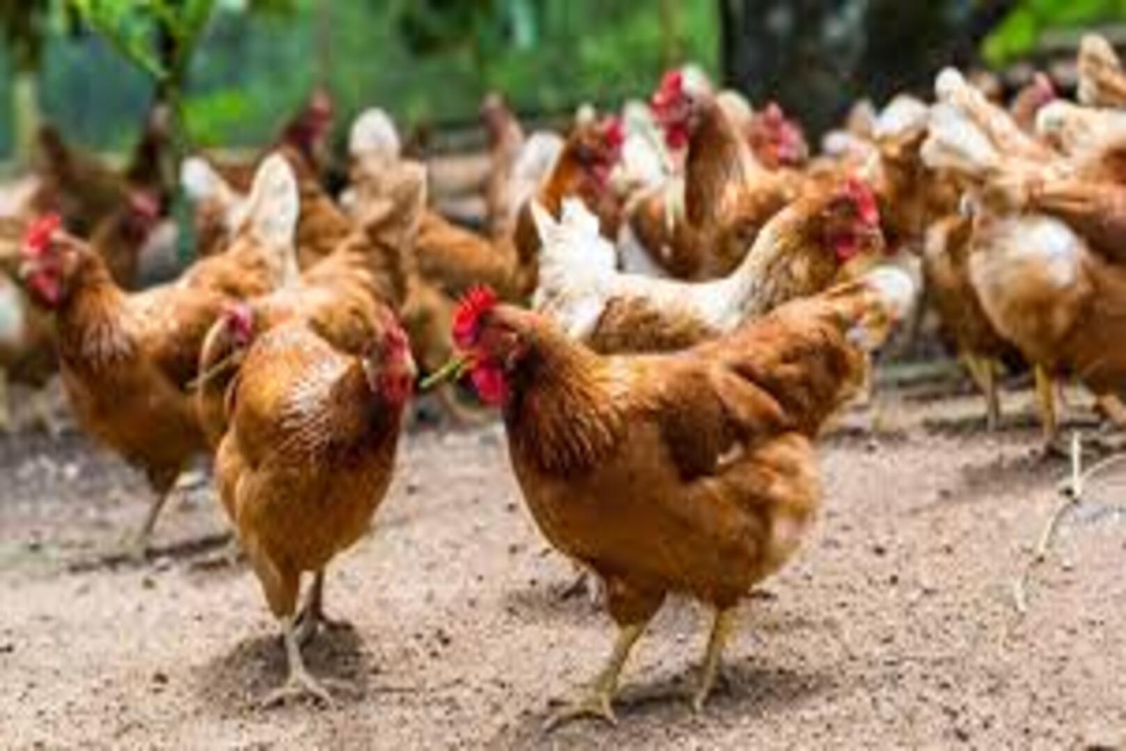 Côte d’Ivoire: 18% VAT on Poultry Feed Finally Suspended