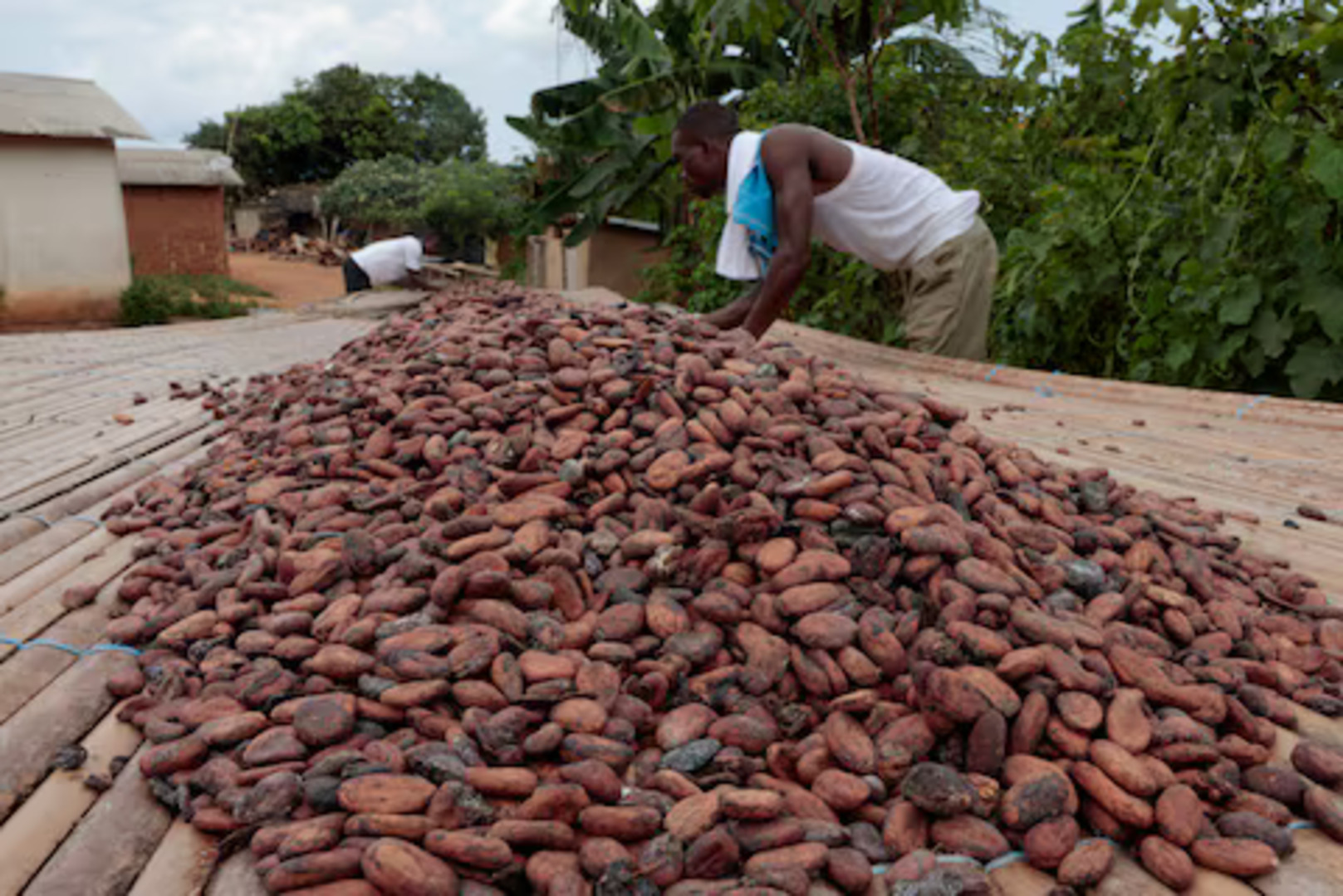 Exclusive: Côte d’Ivoire considers following Ghana with cocoa price cut, sources say