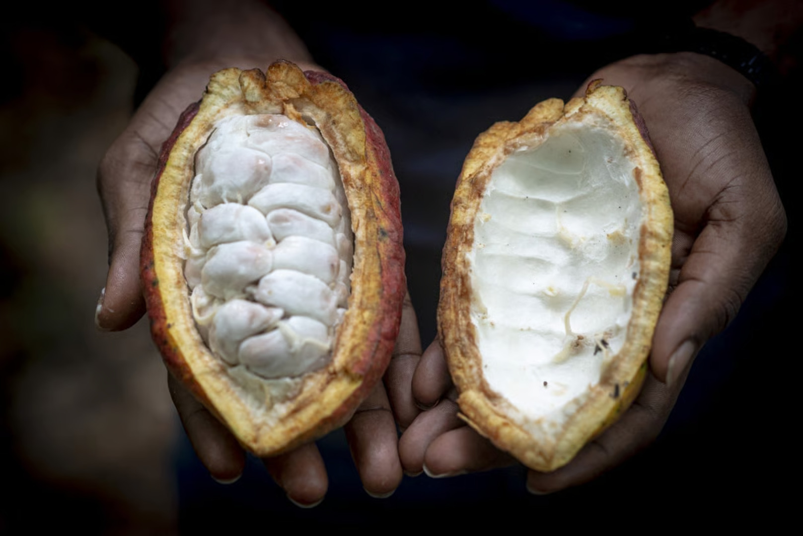 Cocoa: Facing Difficulties, Ghana Cuts Farm-Gate Price for Farmers