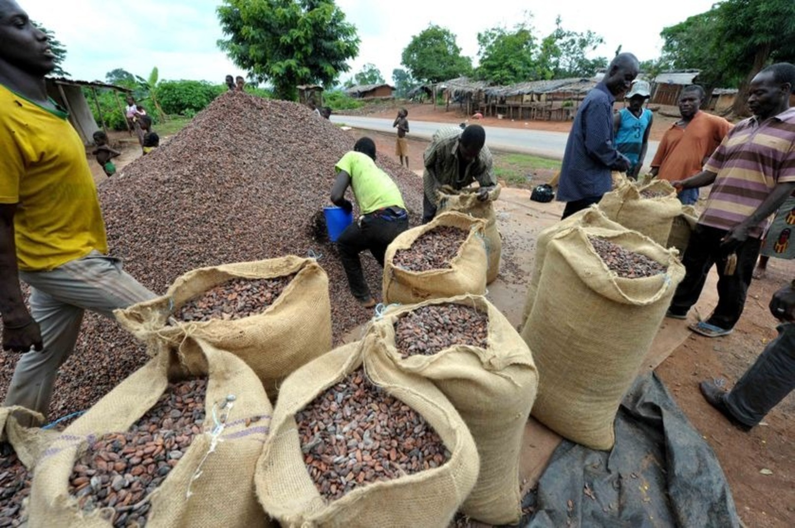 Cocoa sector: The State guarantees the full marketing of cocoa held by farmers