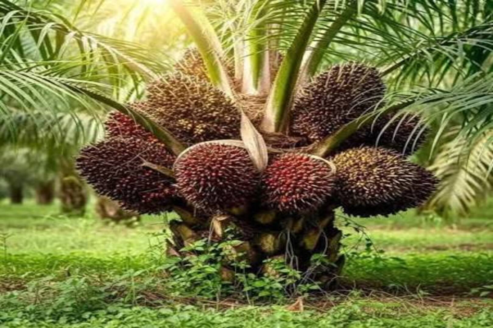 Côte d'Ivoire unveils CFA 1.077 trillion plan to turn palm oil into a new growth engine