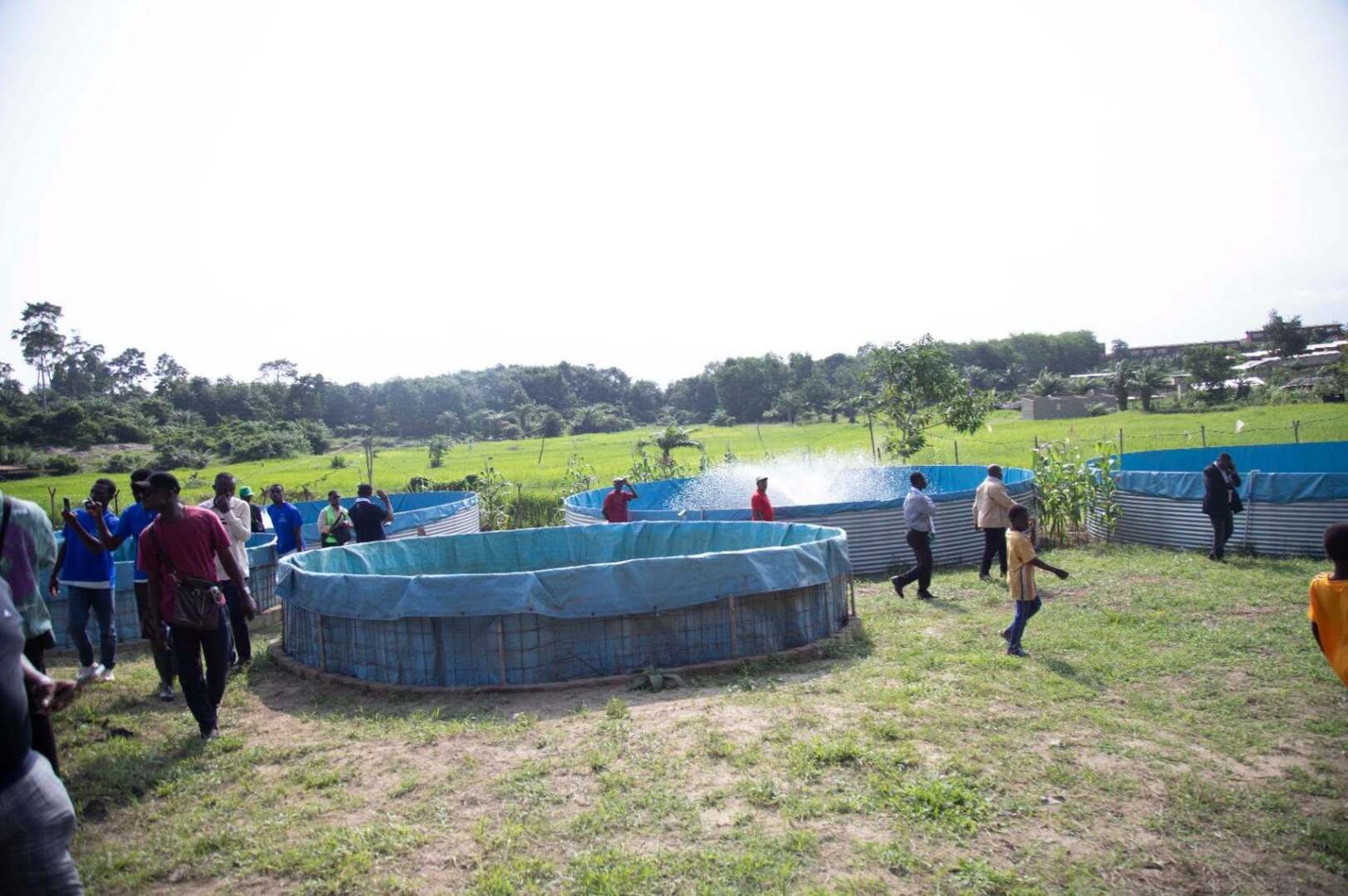 Côte d'Ivoire Bets on Maize to Boost Food Sovereignty and Support Aquaculture