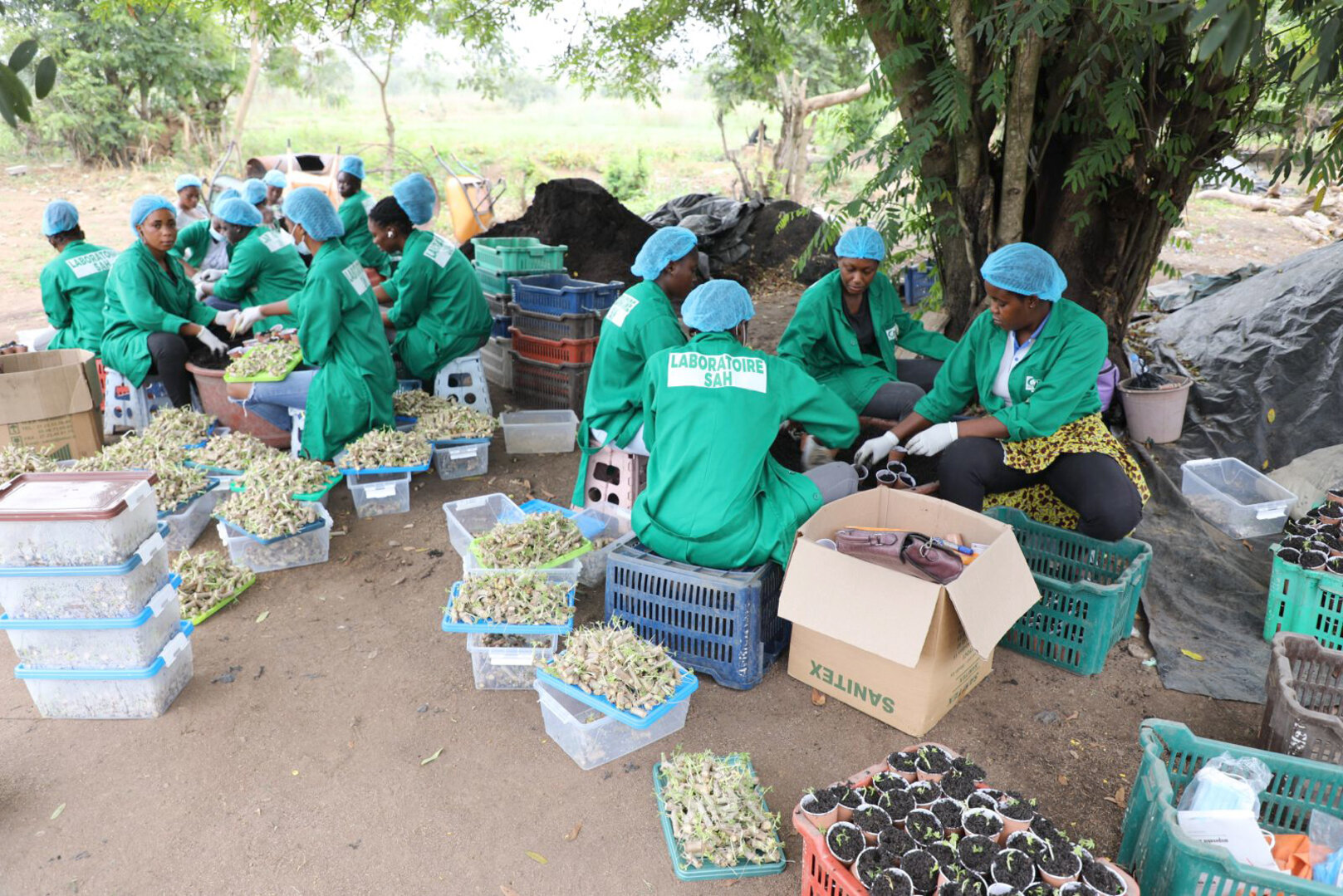 Food Security: CNRA Innovates to Strengthen National Production of Quality Cassava Seeds