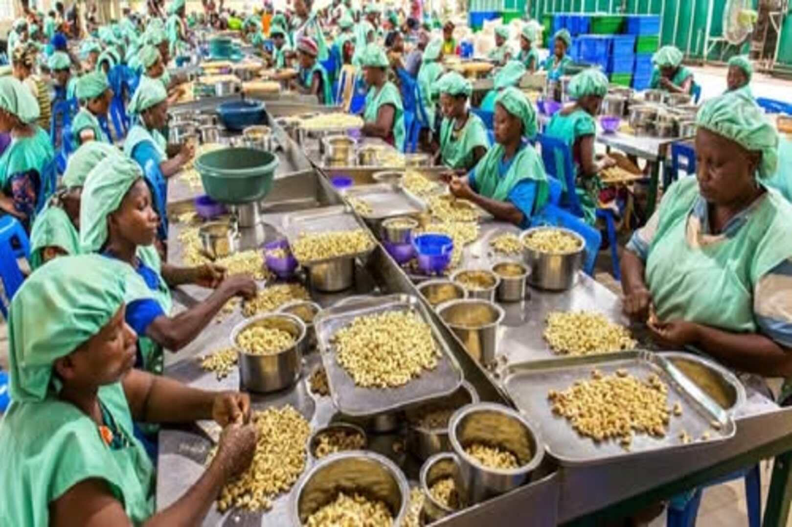 Côte d’Ivoire Strengthens Its Leadership in Cashew Processing in West Africa