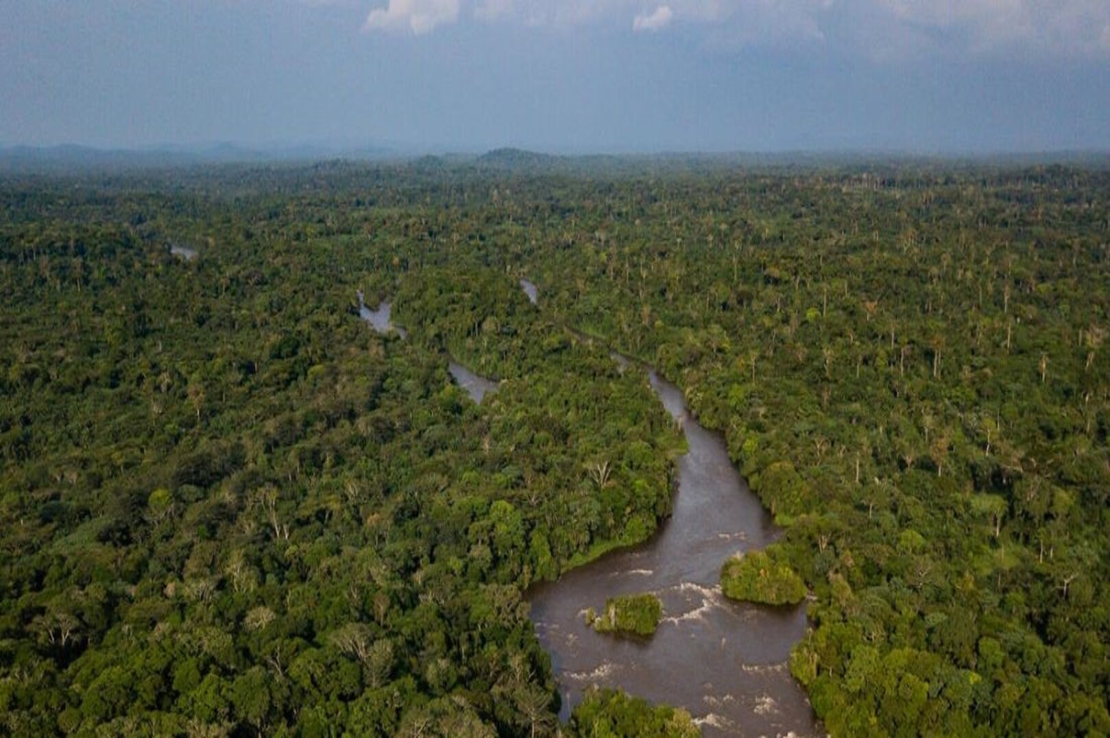 Africa’s forests are vast, but the continent captures only a fraction of their economic value