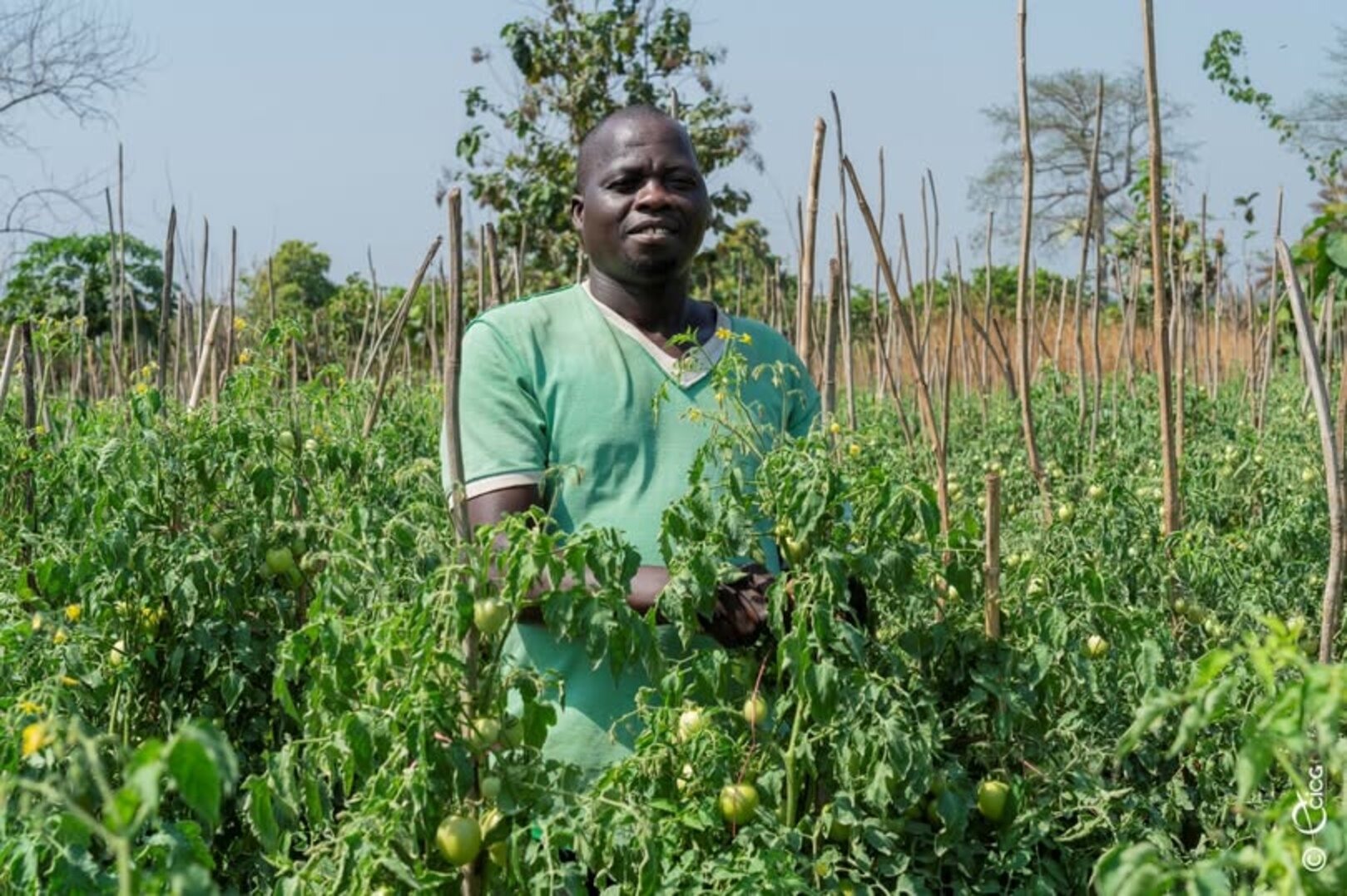 Food Security: Government Launches Programs to Improve Agricultural Production