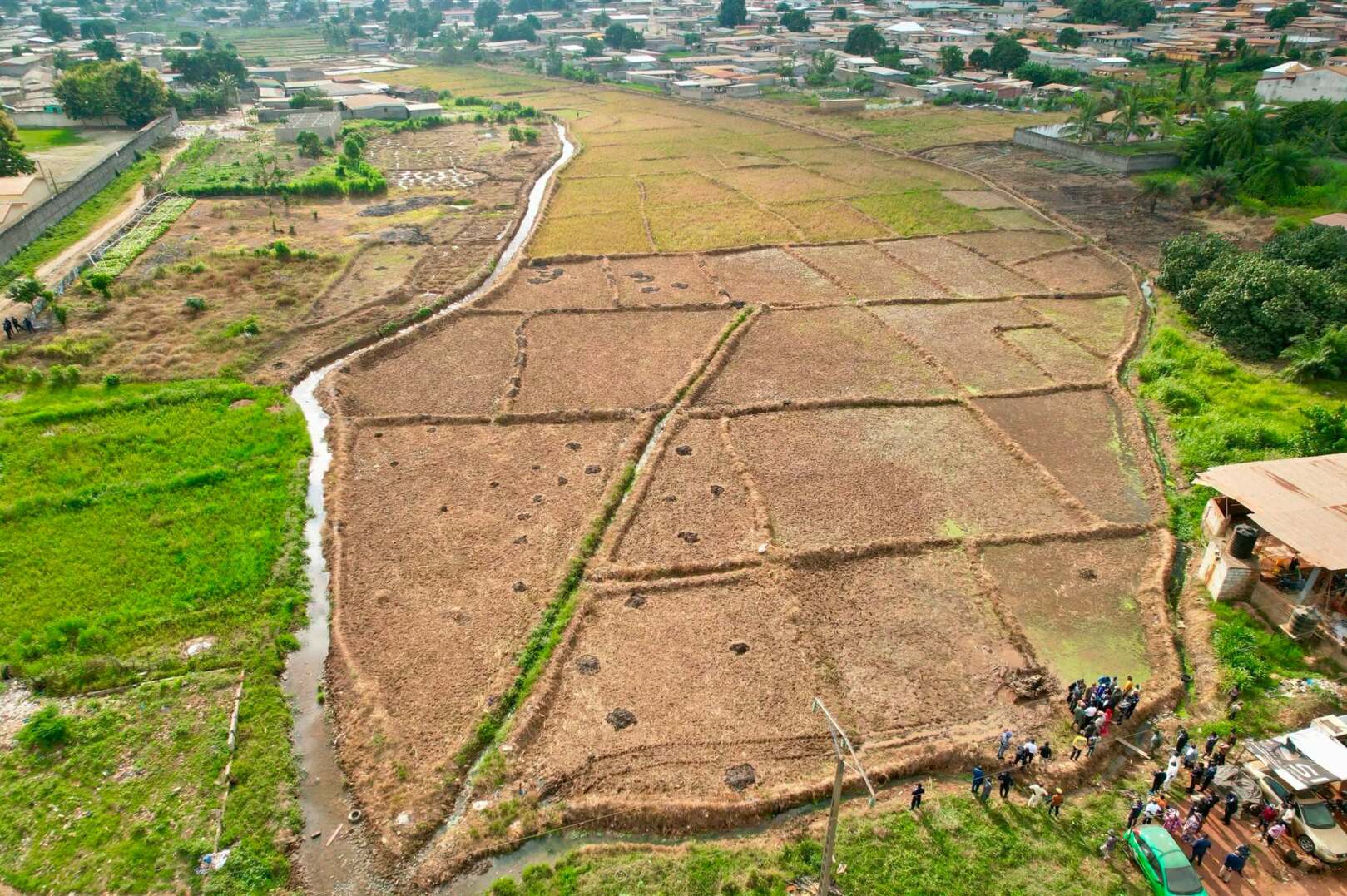 Côte d’Ivoire boosts rice production as government backs local farmers in Duékoué