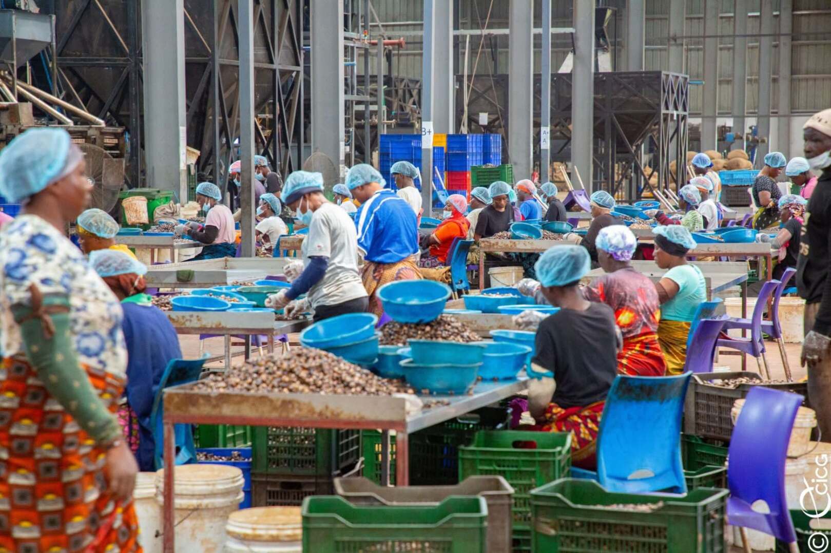 Côte d’Ivoire: cashew processing creates jobs in Boundiali